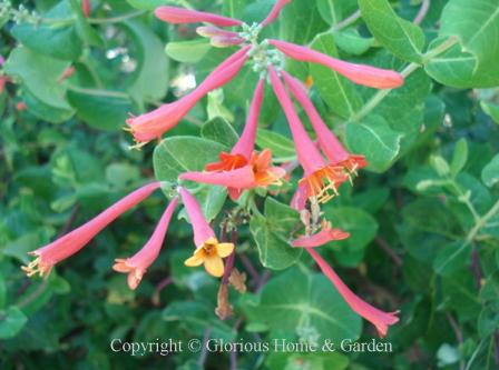 zone flowering 8 vines vine with love. trumpet hummingbirds coral Lovely flowers that