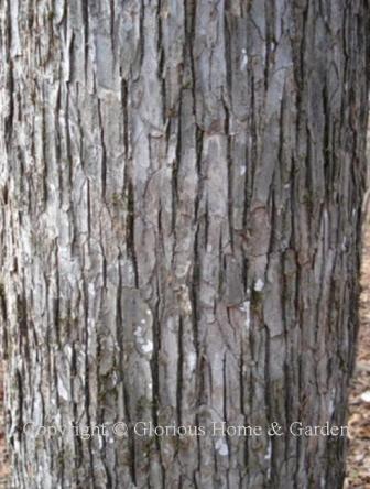 elm tree identification by bark. red elm tree bark.