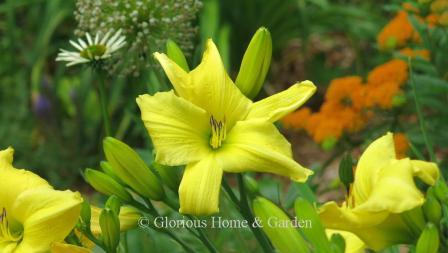 Yellow daylilies in a summer border mixed with white coneflowers, orange butterfly weed and blue salvia.  'Winning Ways' is shown.