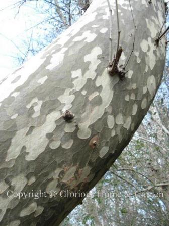 Platanus occidentalis, sycamore bark