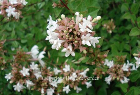 Abelia x grandiflora 'Rose Creek'