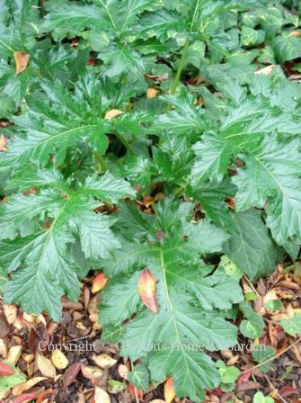 Acanthus mollis