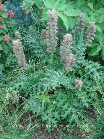 Acanthus spinosus