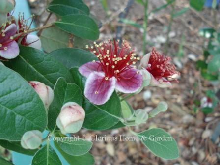 Acca sellowiana, pineapple guava forms a dense evergreen shrub to 10 - 15'.  Late spring brings showy pink blossoms edged with white and prominent red stamens.