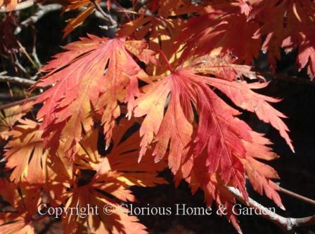 Acer japonicum 'Acontifolium.' Fernleaf Japanese maple has deeply divided and incised and, well, "ferny" looking leaves that turn a brilliant crimson in the fall.