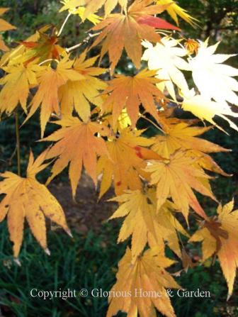 Acer japonicum. Beautiful coloration of yellow, red and orange occur on this species of Japanese maple. The leaves of most cultivars are not as deeply incised as Acer palmatum giving them a rounded, or "full moon" effect.