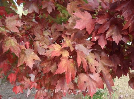 Acer rubrum 'October Glory'