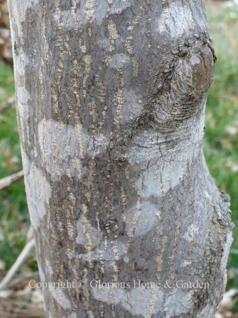 Acer palmatum 'Bloodgood,' Japanese maple, interesting dappled grey bark effect