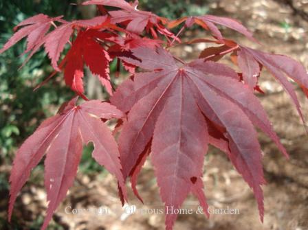 Acer palmatum 'Bloodgood' has reddish-purple finger-like leaves that turn brighter red to crimson in the fall.