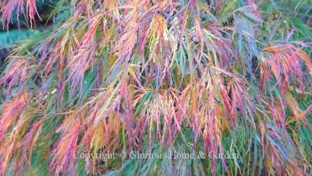 Acer palmatum 'Dissectum,' or threadleaf Japanese maple can exhibit Fall coloration with a rainbow effect of green, yellow, orange, red, and purple at the same time.
