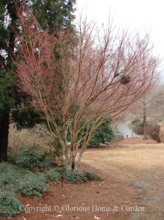 Acer palmatum 'Sango Kaku'