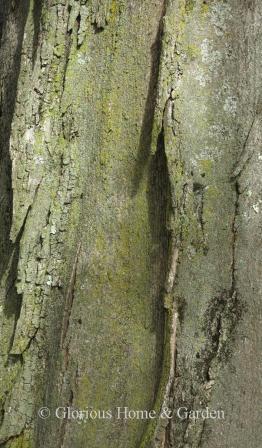 Acer saccharum bark