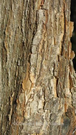 Acer triflorum bark