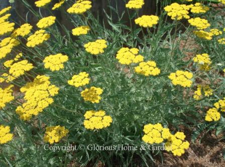 Achillea 'Coronation Gold'