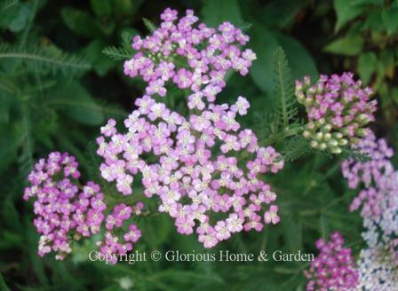 Achillea millefolium 'Oertel's Rose'