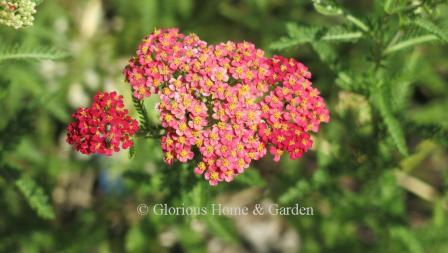 Achillea millefolium 'Paprika'