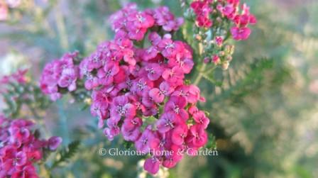 Achillea millefolium 'Saucy Seduction'