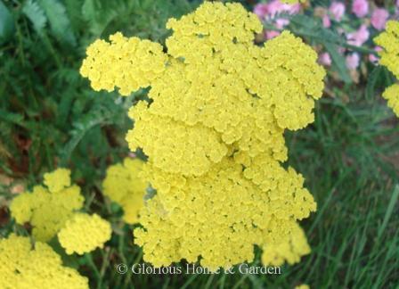 Achillea 'Moonshine'