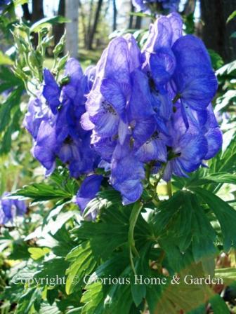 Aconitum carmichaelii