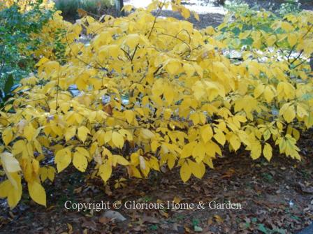 Aesculus parviflora