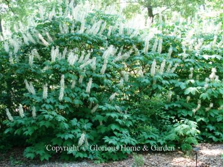 Aesculus parviflora