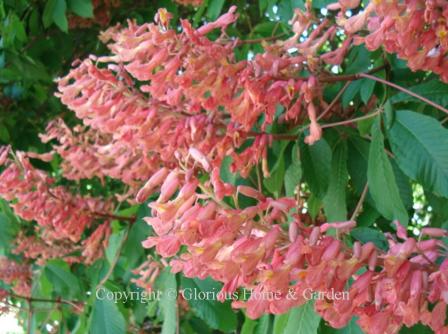 Aesculus pavia