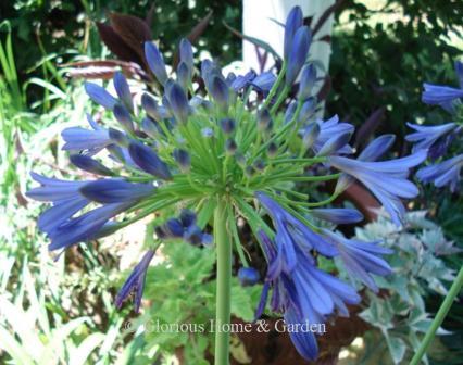 Agapanthus orientalis