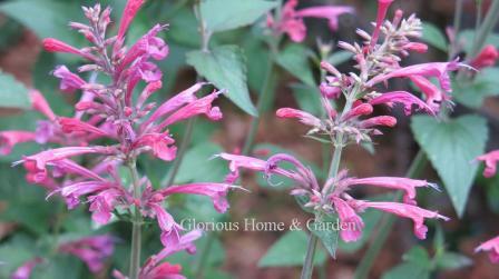 Agastache x 'Morello'