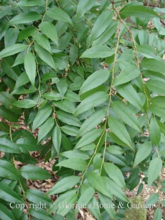 Agarista populifolia is a multi-stemmed shrub with arching branches is a great choice for shady situations and along stream beds.