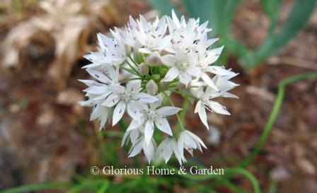 Allium amplectens 'Graceful Beauty'