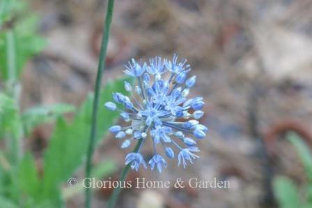 Allium caeruleum, also known as Allium azureum, is a smaller allium with small globes of azure blue.