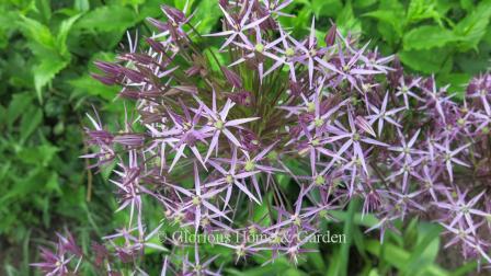 Allium christophii is a shorter species of about 12-24,' but the starry purple florets are widely spaced on a large round head giving it an airy look.