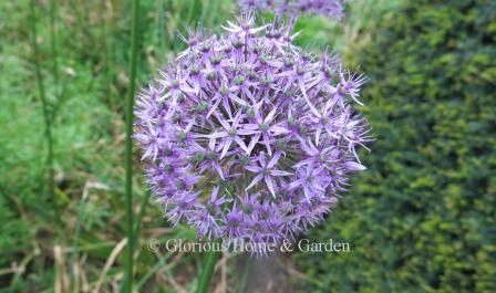 Allium 'Gladiator'