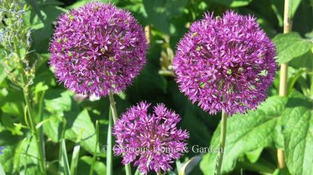 Allium hollandicum 'Purple Sensation'