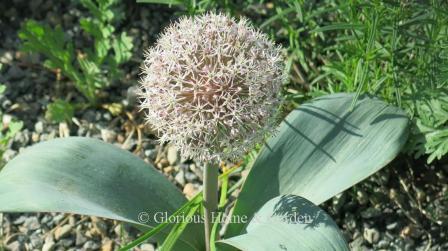 Allium karataviense has wide blue-green leaves and a pale pink globular flowerhead on a short stem.