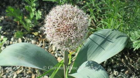 Allium karataviense has wide blue-green leaves and a pale pink globular flowerhead on a short stem.