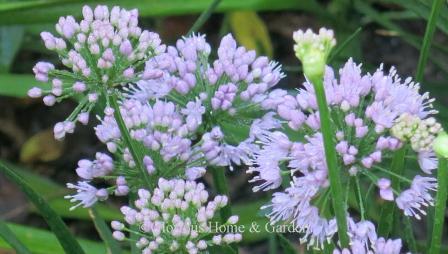 Allium 'Millenium'