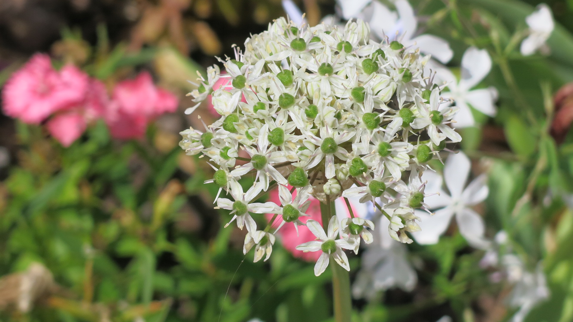 Allium nigrum has white flowers with green "eyes" and blooms in late spring to early summer.