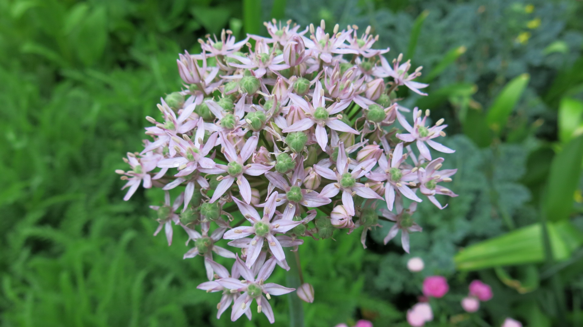 Allium nigrum 'Pink Jewel' has pale pink flowers with green "eyes."