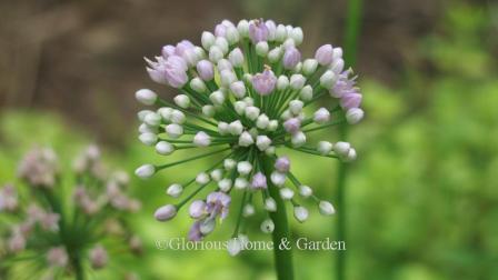 Allium senescens 'Pink Planet'