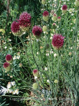 Allium sphaerocephalon