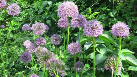 Allium stipitatum