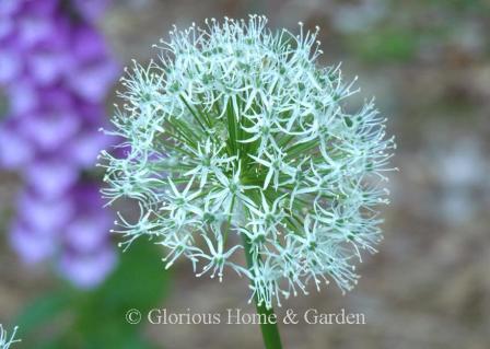 Allium stipitatum 'Mount Everest' is a white variety that makes a good choice to include in an all white garden.