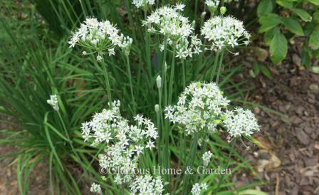 Allium tuberosum, or garlic chives, have showy white flowers at the end of summer into fall in time to herald the approach of autumn.