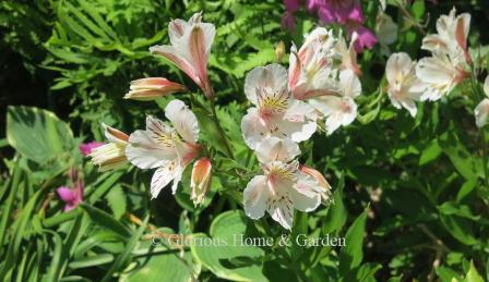 Alstroemeria 'Casablanca'