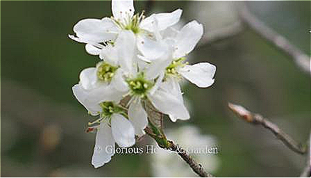 Amelanchier laevis