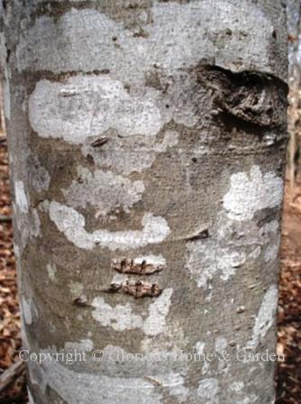 Fagus grandifolia, American beech bark