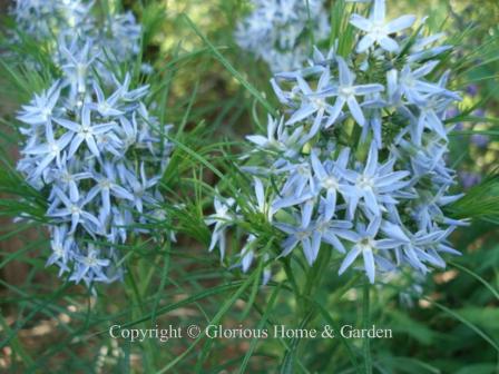 Amsonia hubrichtii