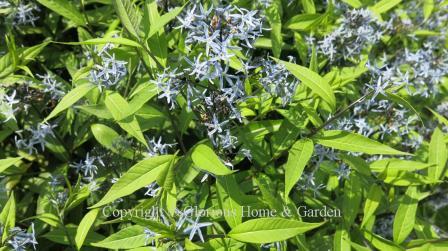 Amsonia tabernaemontana var. salicifolia