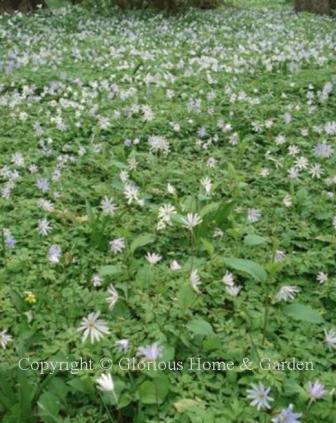 Anemone apennina